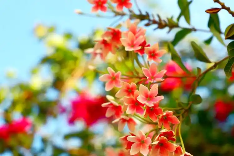 西非布基纳法索风光