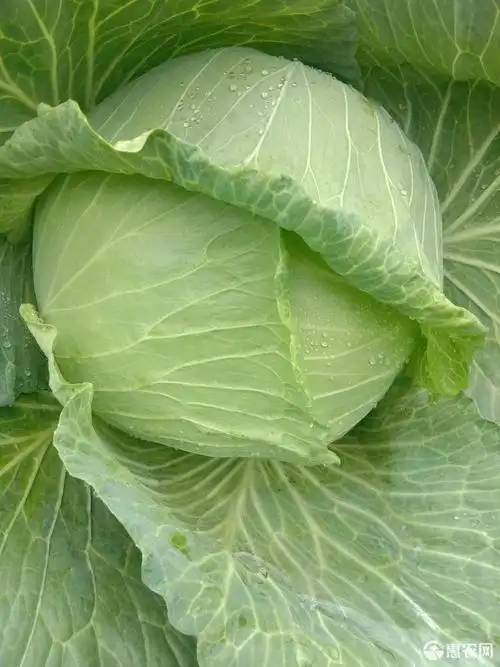 产地 云南省昭通市盐津县 单个重 5斤以上 品种名 平包菜 优质包菜