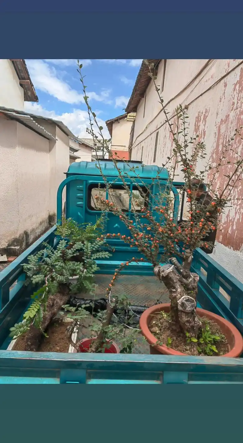 平枝栒子:代表着平静,安稳的意义.它的生长方式也与此相符,无 - 抖音