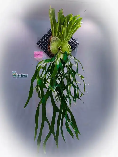 皇冠鹿角蕨,是一种观赏性不错的蕨类.