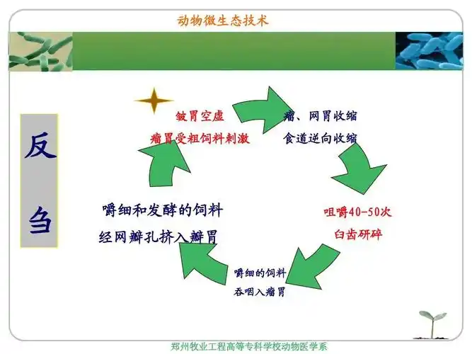 第十一讲 反刍动物微生态学ppt