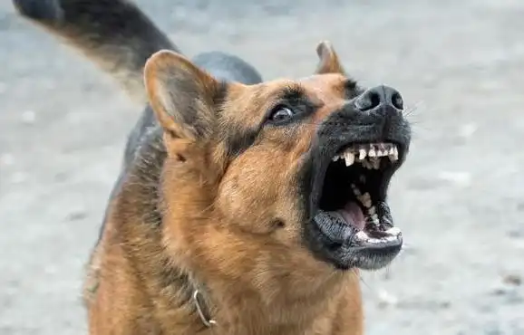 狗狗冲着没人的地方吠,不要慌,原因也许很简单