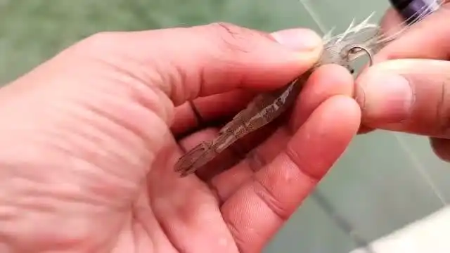 买虾到闸口钓大鲈鱼,这钓点以前经常爆箱