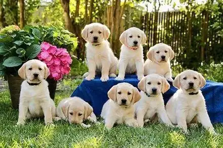 一群服务犬小奶狗没有飞机坐,热心飞行员自发载实习生去培训:要好学习