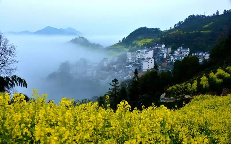 婺源皖南油菜花