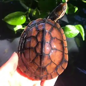 纯种越南石金钱幼龟镇宅南石龟苗金钱龟深水龟宠物小乌龟活物包邮