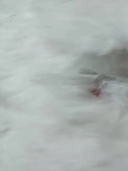 了这两天发现他总挠痒痒身上有图上这种小红点想问一下大家这是猫藓吗