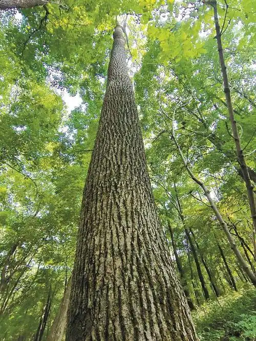 东北"三大硬阔"之一的水曲柳