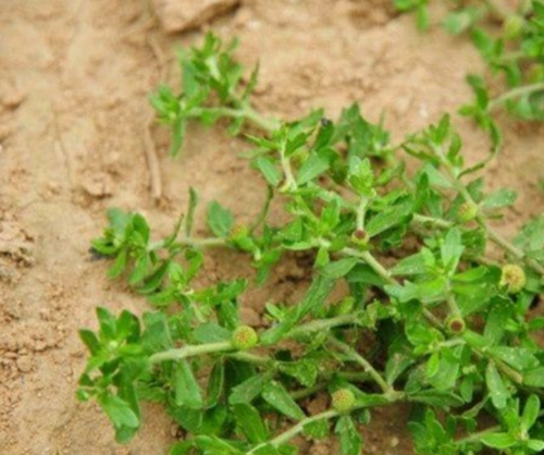 有种常见野草却是治疗鼻炎的好帮手,它叫鹅不食草,别名食胡荽