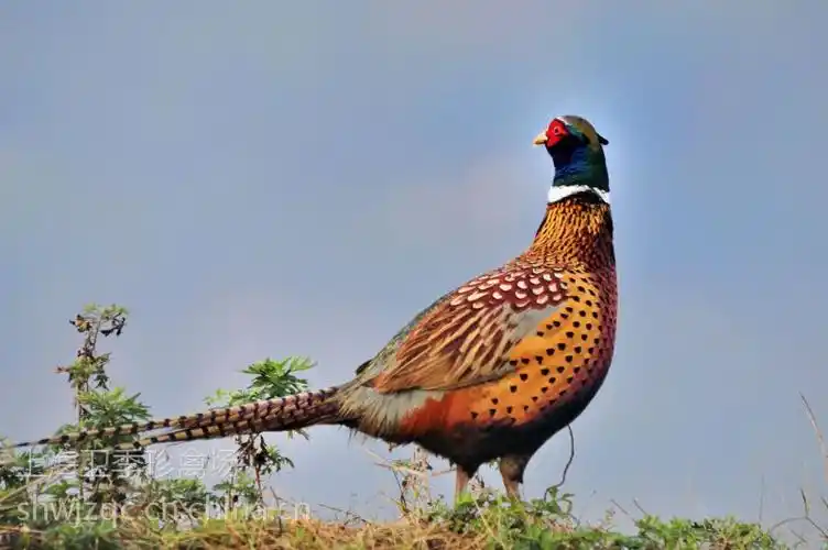 【供应珍珠鸡苗,贵妃鸡苗,山鸡苗】图片