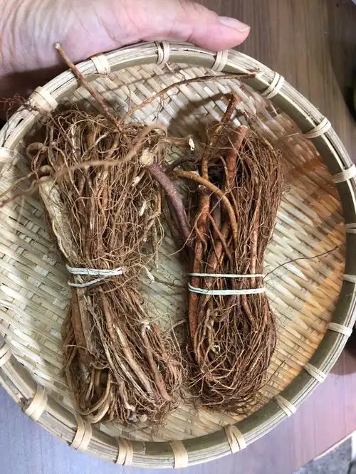 抗菌,消除炎症,促进消化五指毛桃根是植物五指毛桃的干燥根,是一种