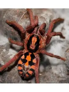 活物哥伦比亚南瓜蜘蛛宠物新手入手无毒可爱温顺小型捕鸟蛛好养