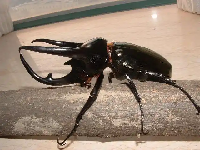 南洋大兜虫ccj饲育记录