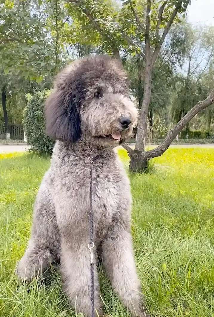 为何"巨型贵宾犬"无人问津?网友:第一点太真实了!