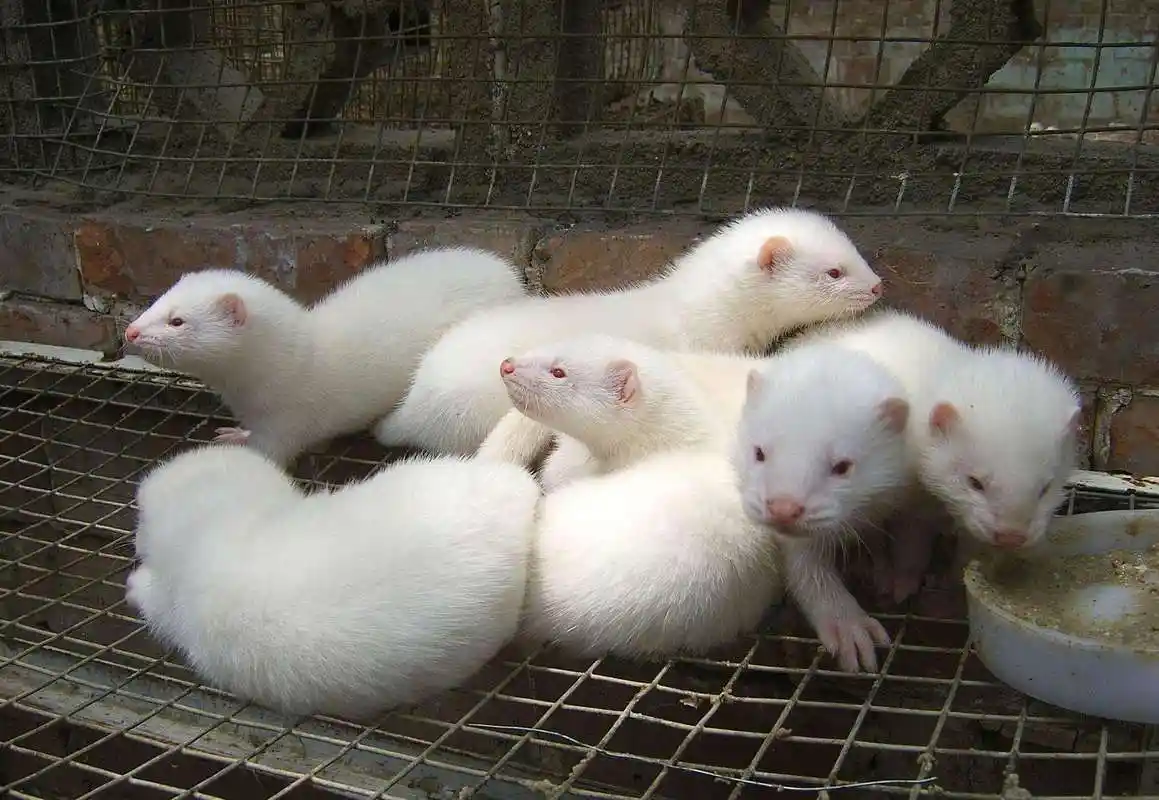 夏季水貂会出现哪些疾病呢?如何预防呢?