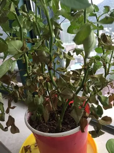 我的盆栽玫瑰和独轮菊枯萎怎么办?