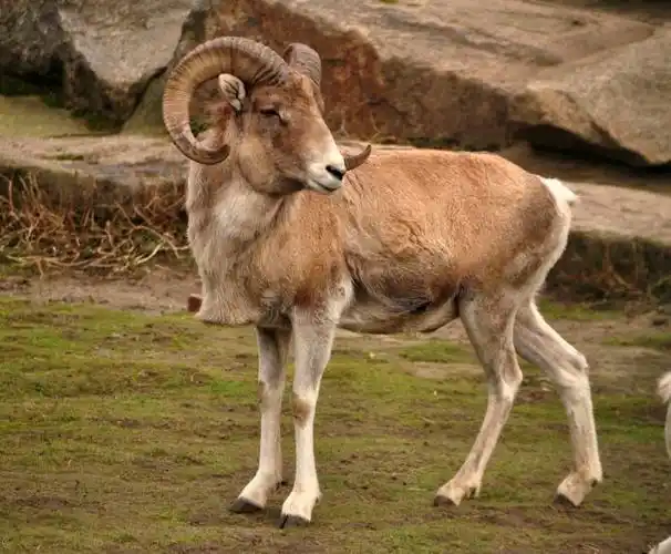 有角的生肖 有角的生肖是哪些