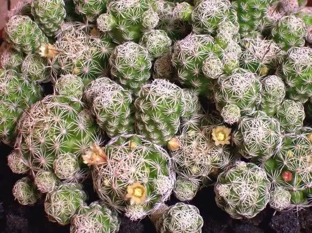 对猫狗无毒的十种多肉植物误食也安全放心买买买