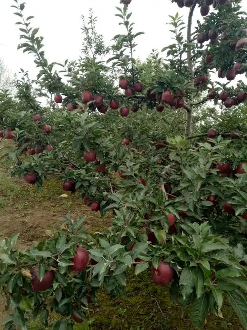 青蛇果 山区蛇果马上下架,如有需要的老板可以前来预定,15吨左右