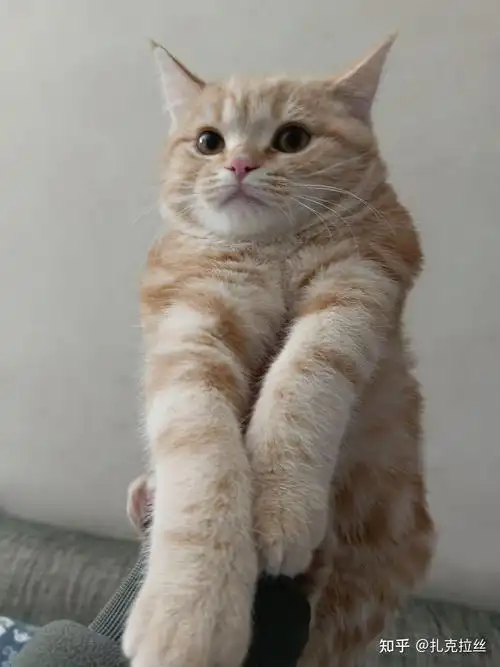 请问这是纯种美短凯米尔色吗