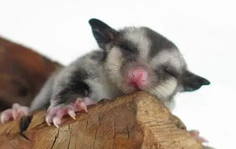 驯养蜜袋鼯的方法极爱宠物网