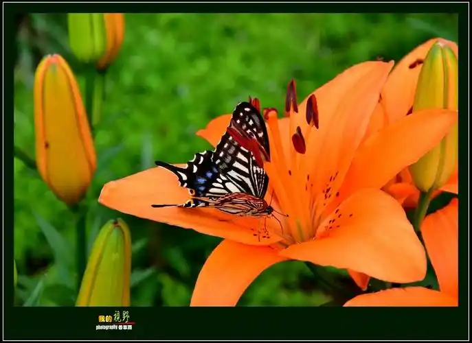 蝴蝶也来百合花上凑热闹