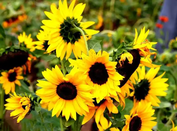 太阳花花语是什么,太阳花图片