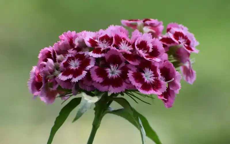 [风姿绰约]一簇一花千变万化:须苞石竹