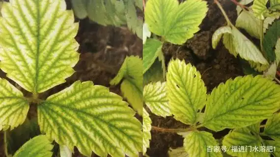 草莓缺铁表现图片