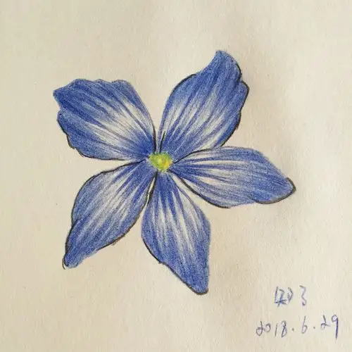 小白的彩铅成长日记勿忘我