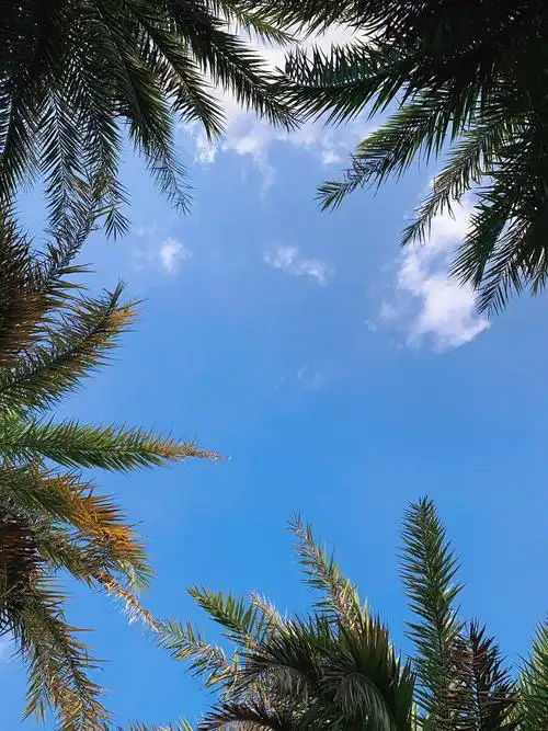 蓝天白云夏天的标志炎热酷暑树下乘凉