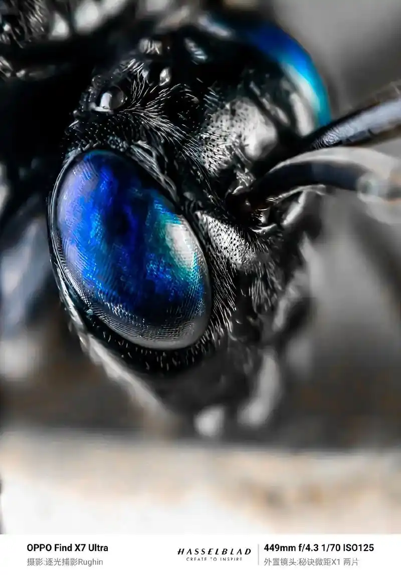 蓝宝石战士"旗腹姬蜂"(蜚蠊旗腹蜂)