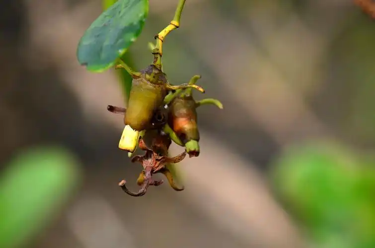 少见的胎生海洋植物---红树林