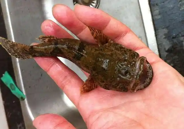 100多元一斤的沙塘鳢,竟被钓友已一包烟的价格搞定了