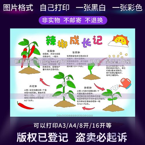 自然笔记辣椒成长记手抄报植物生长记录观察日记黑白涂色小报a858