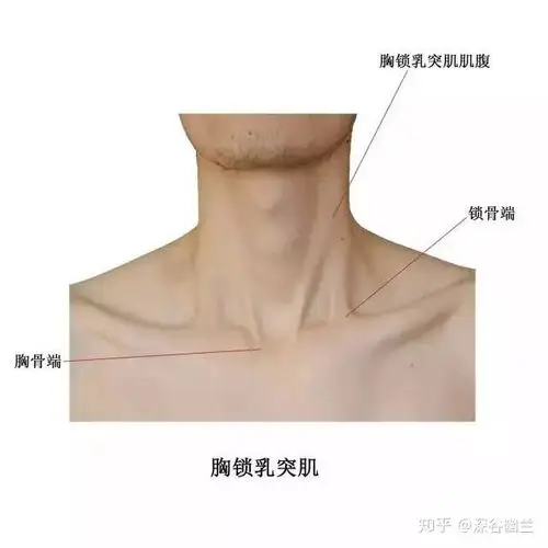 读书笔记胸锁乳突肌触发点