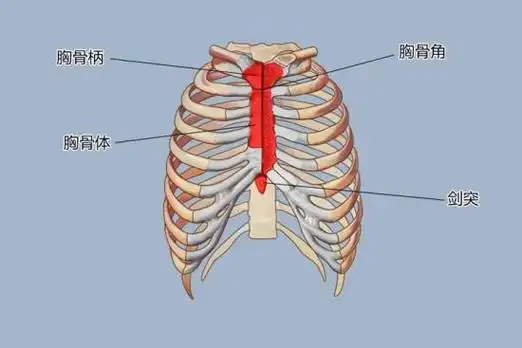 胸骨柄上部较宽,其上胸骨柄缘正中的切迹称为颈静脉切迹,两侧与锁骨