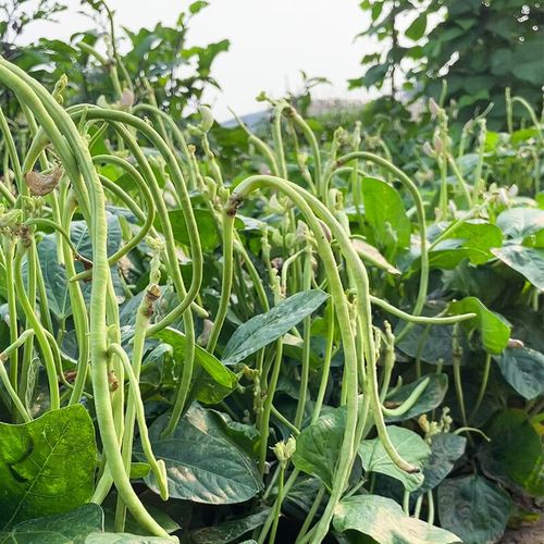 三千苗 美国无架豆种子豆角豇豆种籽四季豆夏季春秋四季阳台农家蔬菜