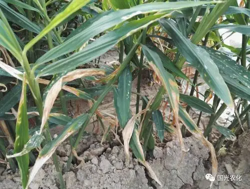 叶片出现梭形病斑炭疽病发病初期呈褐色小斑生姜炭疽病主要危害叶片