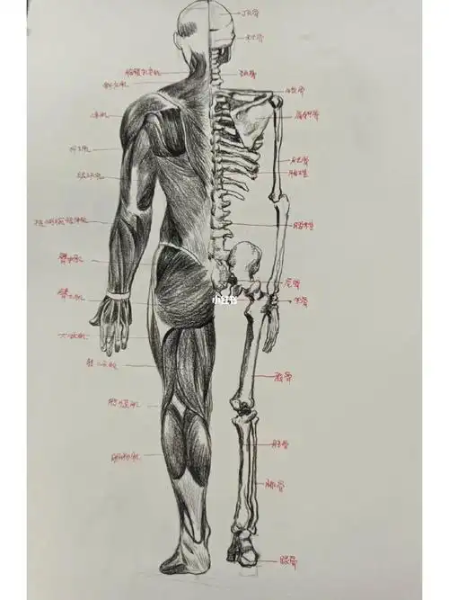 人体肌肉结构是最难的#人体  #人体结构  #速写