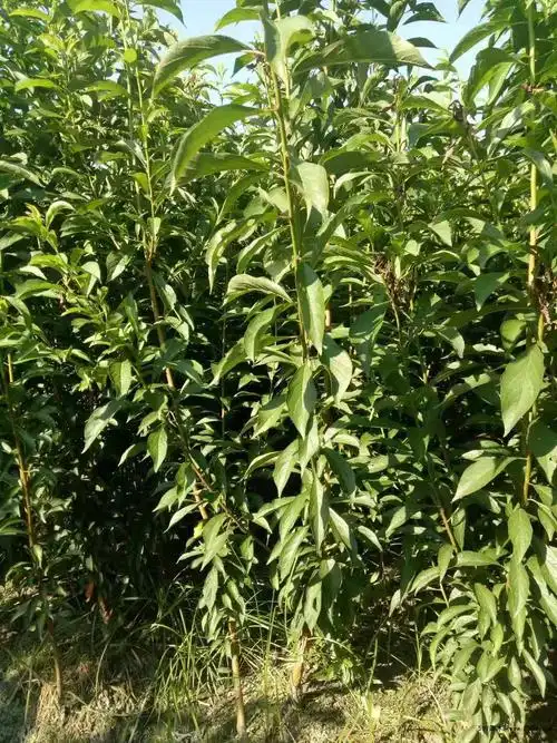 晚熟青脆李苗 李树苗厂家直供