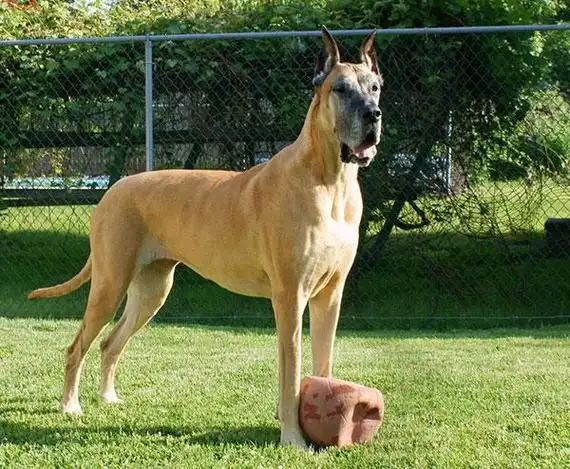 黄色少掉毛的宠物狗品种大全及图片_价格_长春宠物网