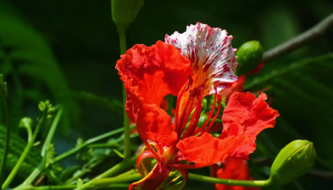 凤凰花,花期:5-6月,介绍:凤凰木,豆科凤凰木属的植物.原生非洲马达加