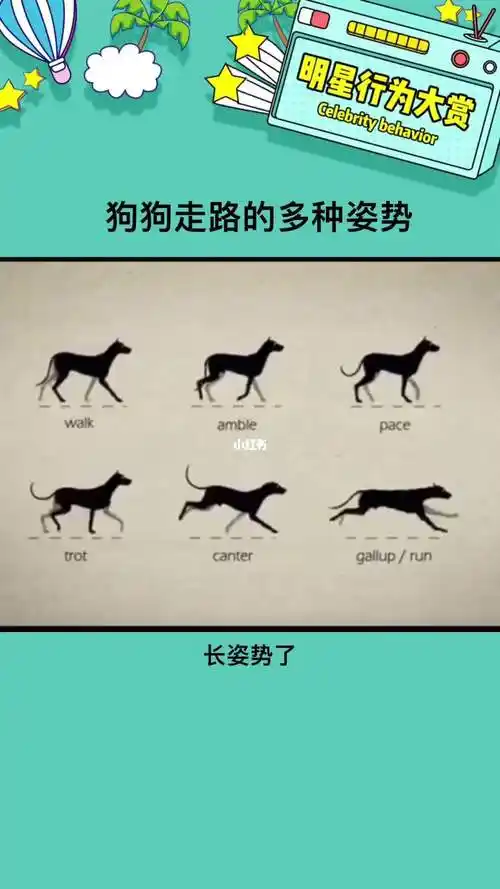 狗狗走路的多种姿势