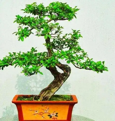 冬青盆景的取材,造型和养护,四季常绿,桩干优美