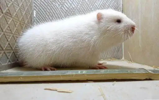 华农兄弟遭粉丝白吃白喝还发牢骚只杀了一只竹鼠