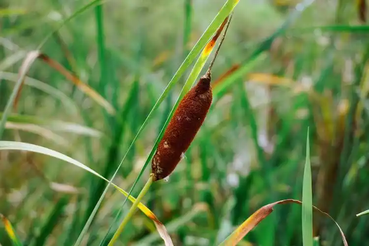 东方香蒲〖首发.原创