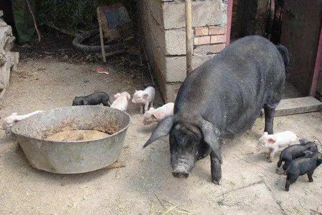 用玉米面喂猪多粗多细啥样对猪有好处有没有标准