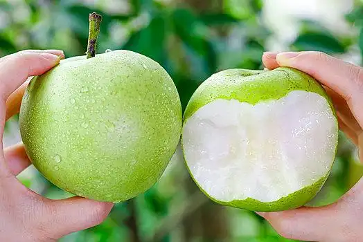 手拿砀山青皮翠冠梨