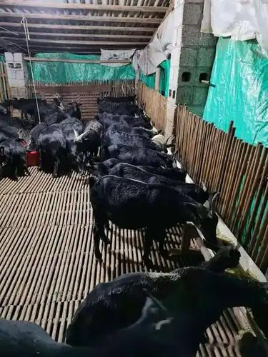案例黑山羊养殖运用发酵中草药模式后病少生长快羊肉品质好